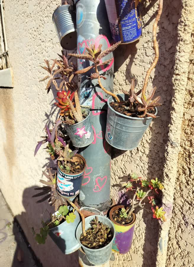 day13-flowers