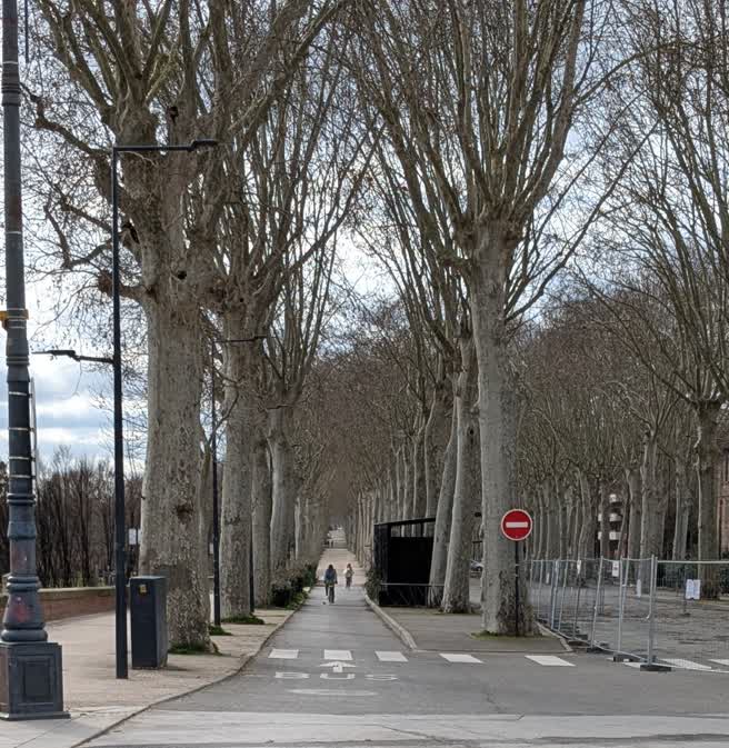 day15-tree-lined-street